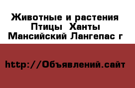 Животные и растения Птицы. Ханты-Мансийский,Лангепас г.